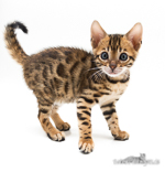Bengalito Zucht